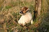 JACK RUSSEL 365